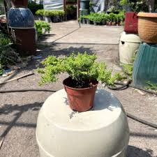 Medium Juniper Tree in Plastic Grower Pot