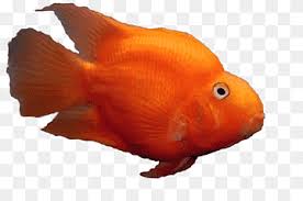 The fish was first bred in taiwan around 1986. Blood Parrot Cichlid Png Images Pngwing