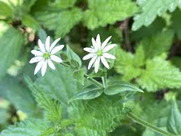 Image result for Stellaria sennii