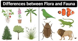 Animals can be categorized as domestic, birds, mammals, insects, reptiles, sea animals, wild and farm animals. Flora Vs Fauna Definition 12 Major Differences Examples