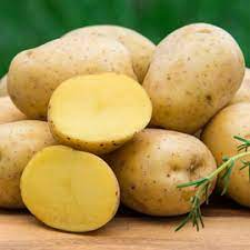 Yukon gold potatoes have a waxy, dense texture with a subtle sweetness and gorgeous yellow color making them ideal for your thanksgiving sides. Yukon Gold Potato Gardens Alive