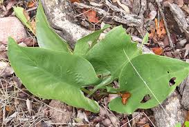 Image result for Stylochaeton puberulus