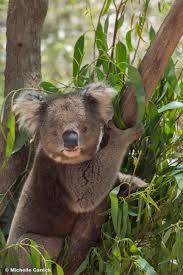 Please Give Me A Cuddle Mr Koala Healesville Sanctuary Melbourne Victoria Australia Western Australia Koala Australia
