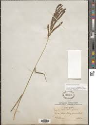 Image result for Leptochloa obtusiflora