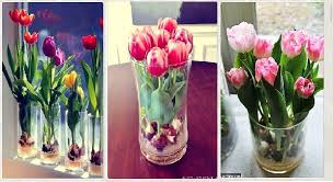 What to do with spent tulips? Growing Tulips Indoors Steps To Forcing Tulip Bulbs Growing Tulips When To Plant Tulips Tulip Bulbs