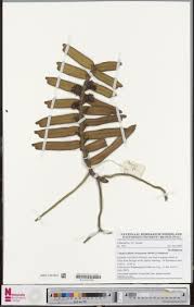 Image result for Calyptrochilum