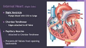 Internal Heart Interatrial Septum Interventricular Septum Ppt Video Online Download