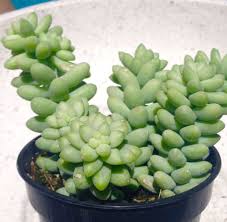 I particularly love lime green done really simply against dark green yew. Pin On Succulent Obsession