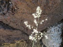 Image result for Tricholaena