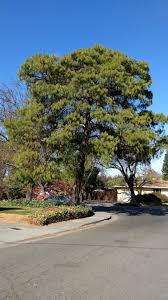 Your weeping pine tree stock images are ready. Mexican Weeping Pine Tree Davis