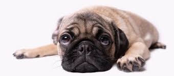 Jun 26, 2021 · at 10 weeks, you can feed your puppy 1/3 cup of dry food, or 4 ounces of wet food spread over three times per day. How Much To Feed A Pug Puppy 4 Week 6 Week 8 Week