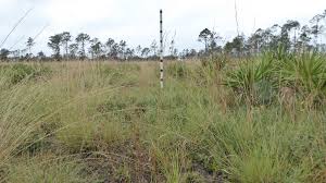 Image result for Elionurus platypus