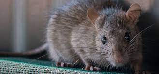 From a reputable pest control company like pestico. Rats The Most Destructive Pests In Food Processing Rentokil
