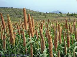 Pearl Millet Fields Millet Plant Fields Landscape