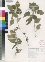 Image result for Acalypha glabrata