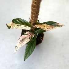 Image result for Fuirena sagittata