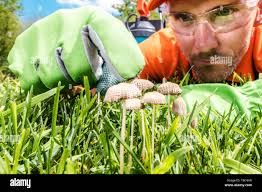 Mushrooms growing in lawn hi-res stock photography and images