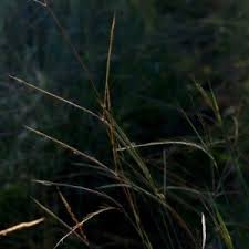 Image result for Aristida rhiniochloa