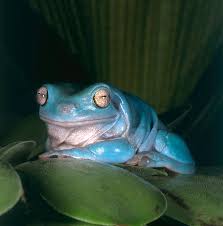 Maybe you would like to learn more about one of these? Whites Tree Frog Photograph By Steve Cooper