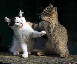 This time the blonde girlfriend is really pissed at fadwaa. How Do You Get Your Cats To Stop Fighting