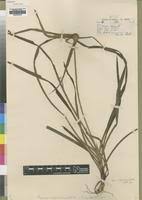 Image result for Cyperus mapanioides