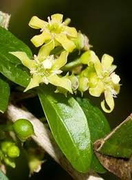 Image result for Canthium