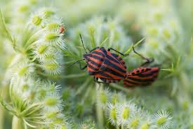 Die Streifenwanze Wanzen Insekten Tiere Blog Farinas Fotokunst De