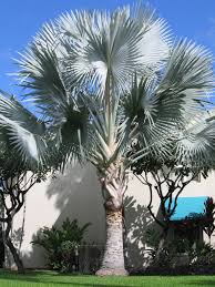 Check spelling or type a new query. Bismarck Palm 100 Fresh Seed Palm Rare Bismarckia Nobilis Silver Other Seeds Bulbs Seeds Bulbs