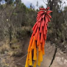Image result for Kniphofia thomsonii