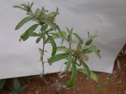 Image result for Dicoma