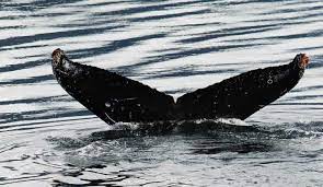 Humpback whales can grow to as long as 50ft (15m) and weigh about 36 tons. Mss A Whale Of A Tail Teachers U S National Park Service