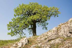 Image result for Quercus