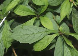 Image result for Brachystegia microphylla