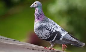 Et le noyau de fidèles de l'émission ne compte pas se laisser priver des conseils de ses pigeons. Joe The Pigeon Gets Reprieve From Death After Leg Band Found To Be Fake Live Science