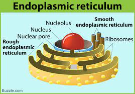 We did not find results for: Endoplasmic Reticulum Is An Important Organelle In Eukaryotic Cells That Is Responsible For The Generation Of Many Es Cells Project Eukaryotic Cell Plant Cell