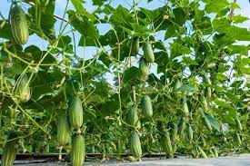 Cucumber In The Garden Cucumber Hang On Tree In The Garden Affiliate Garden Cucumber Tree Hang Ad Cucumber Gardening Tree Recipe Images