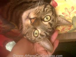 Athena Cat Goddess Wise Kitty: Funny Friday