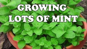 In this spearmint vs mint comparison we must specify that first that both mints are from different species. How To Grow Lots Of Mint Different Mint Varieties Explained Youtube