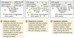 We did not find results for: Presence Of Cell Wall In Bacteria Classification And Structure Of Prokaryotic Cells Mcat Content