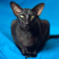 Due to the lockdown for almost whole year, he did not receive the latest vaccine, but he had received a complete vaccine during its infancy. Oriental New Zealand Cat Registry