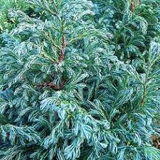 What is a conifer tree vs. 60 Chamaecyparis Pisifera Ideas Conifers Plants Shrubs