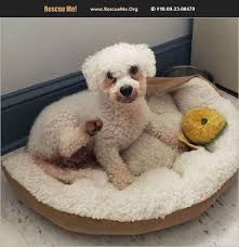 Discover his personality, size, care and training needs. Rescue Me Bichon Frise Rescue Home Facebook