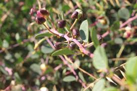 Image result for Capparis fascicularis