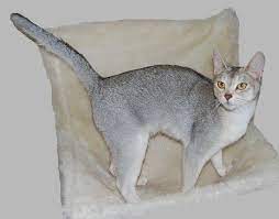 The breed is named for abyssinia (now called ethiopia), where it is believed to have originated. Abyssinian Cat Silver Pets Photos Abyssinian Cats Gorgeous Cats Cats