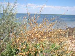 Image result for Crambe kilimandscharica