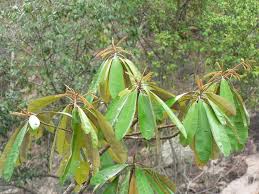 Image result for Englerophytum