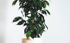 Image result for ficus benjamina en casa