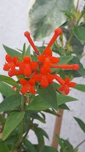 Image result for Bouvardia longiflora