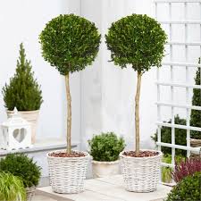 Perfect for many years of artificial outdoor decor use. Pair Of Large Topiary Evergreen Buxus Lollipop Standard Trees Stylish Contemporary Box Ball Lollipop Trees Special Deals Garden Plants