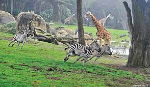 About The Zoo San Francisco Zoo Gardens
